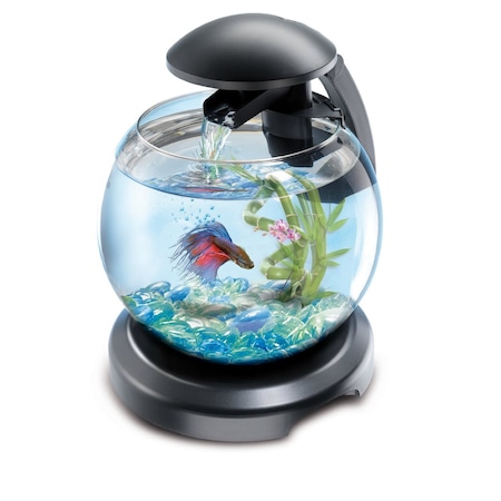 Най-добрият аквариум за вашите рибки: изберете перфектното място за тях